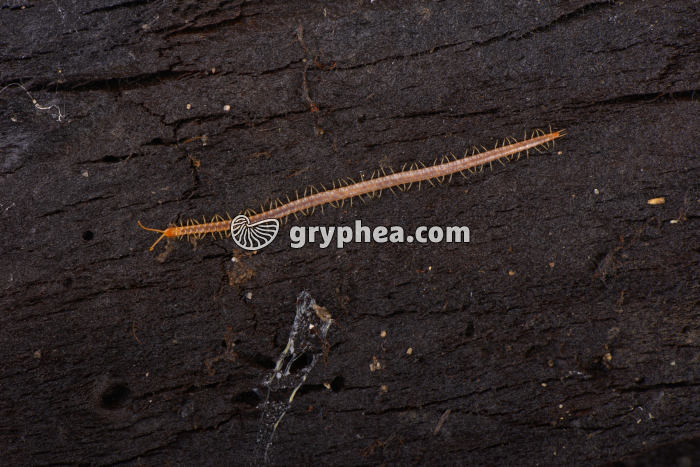 Géophile (myriapode) - gryphea.org